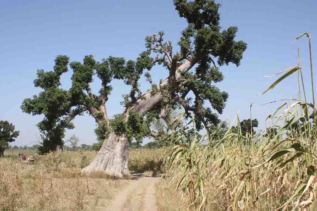 Baobab feuillu