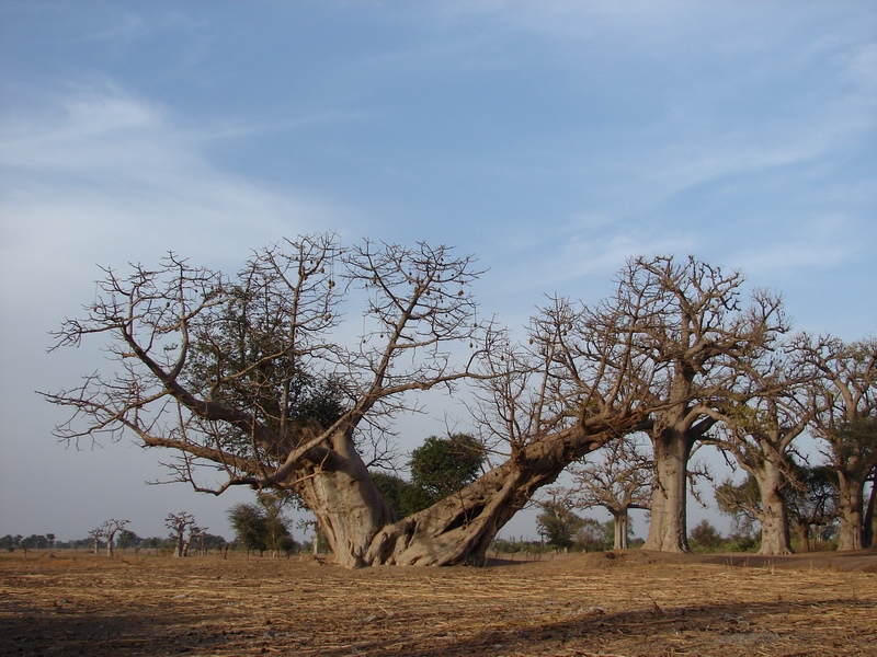 Baobab majestueux